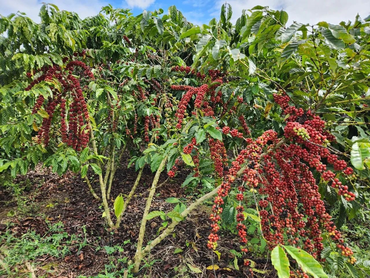 Fazenda de café em Itabela - Foto 3