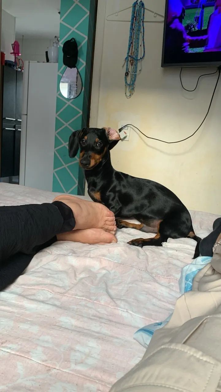 Cachorro salsicha 