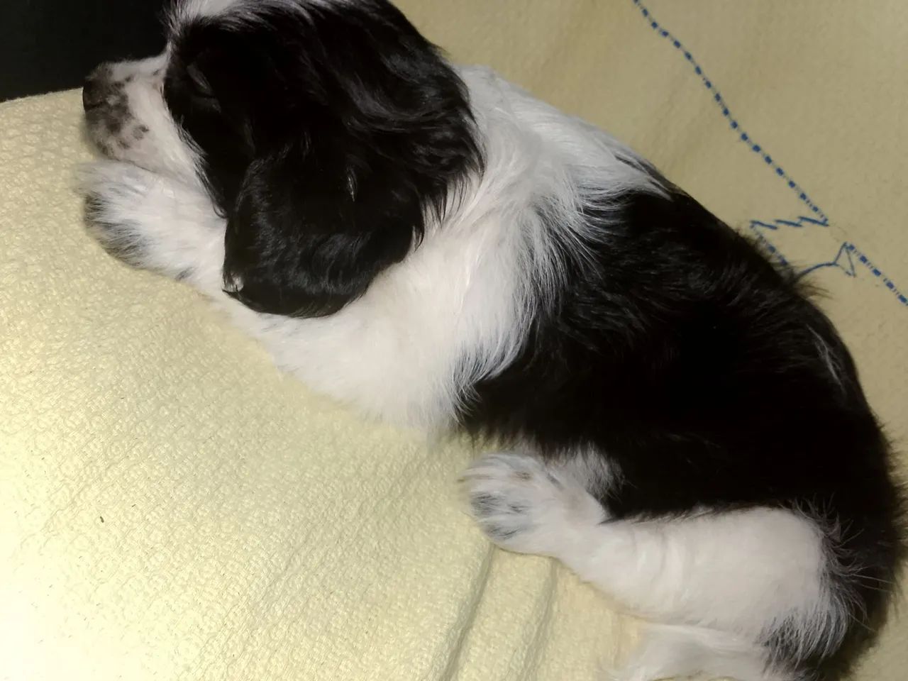 Boder Colier  - Foto 3