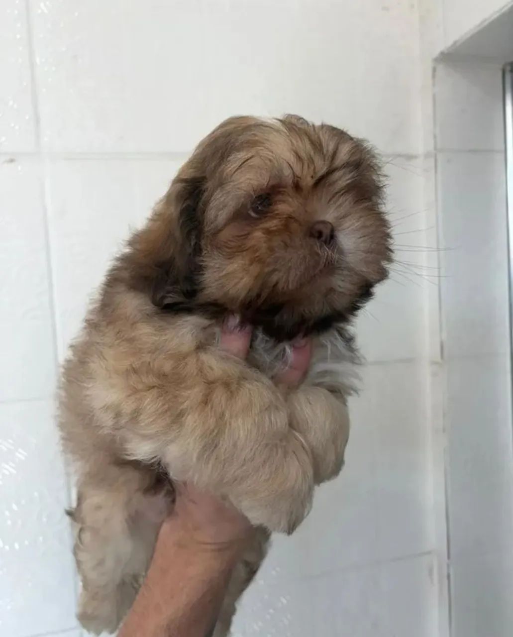 Shih-tzu  - Foto 2