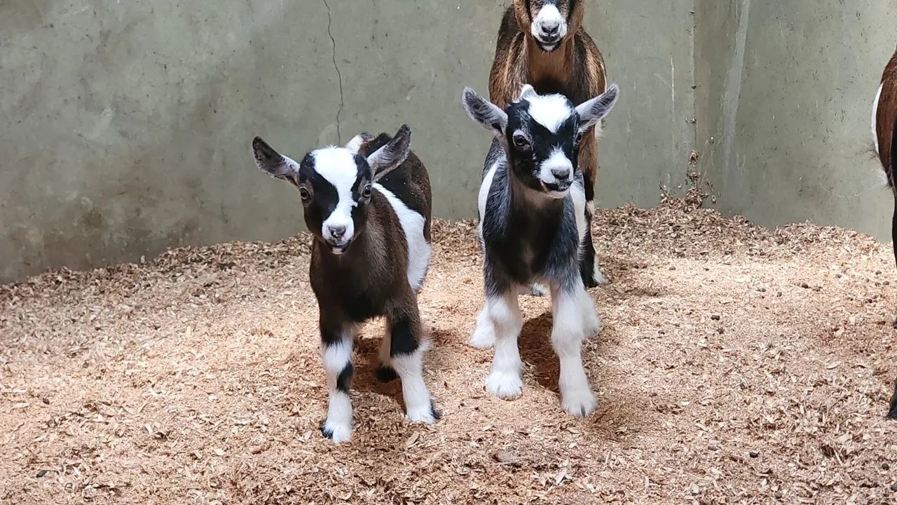 Mini cabra - Foto 3