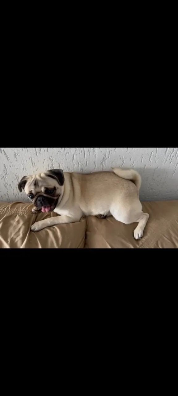 Fêmea Pug  - Foto 2