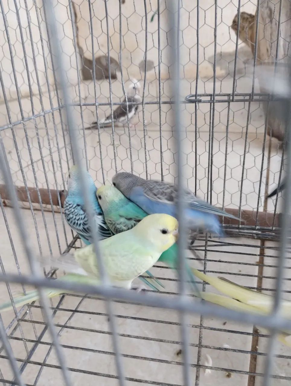 Gaiolas  - Foto 2