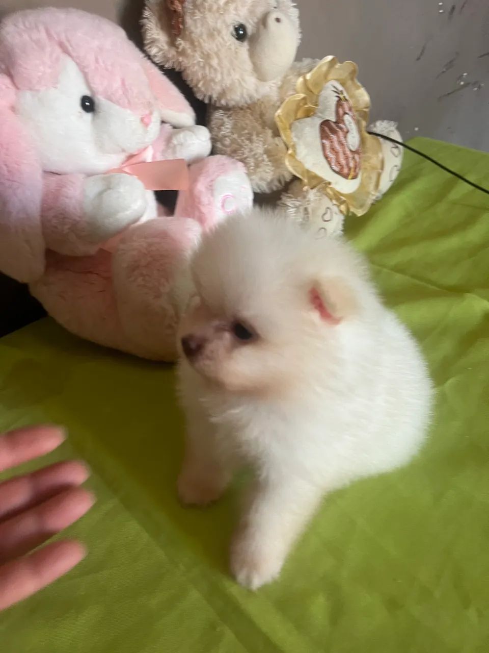 Lindo bebê Spitz alemão  - Foto 4