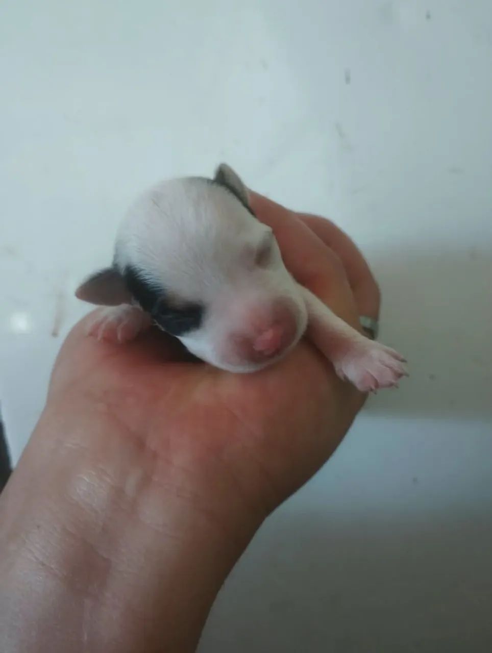 Filhotes de Jack Russell  - Foto 5