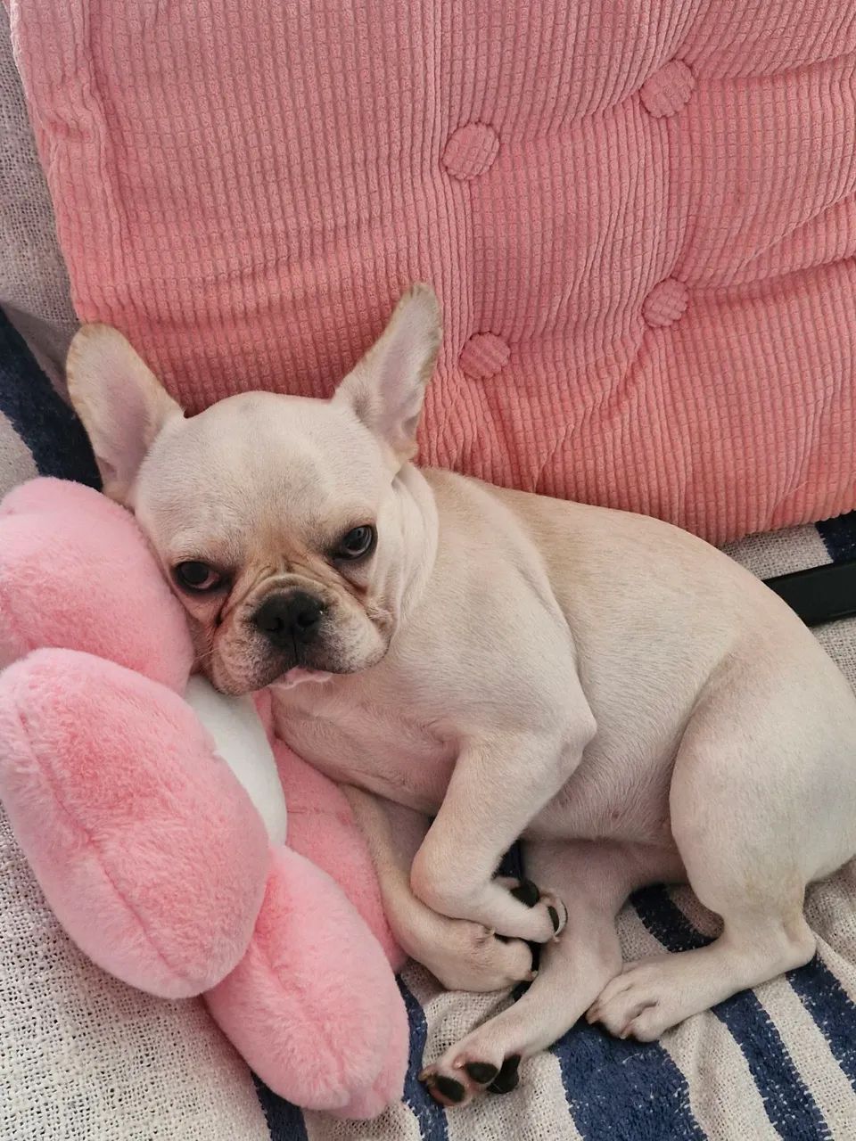 Bulldog francês  - Foto 3