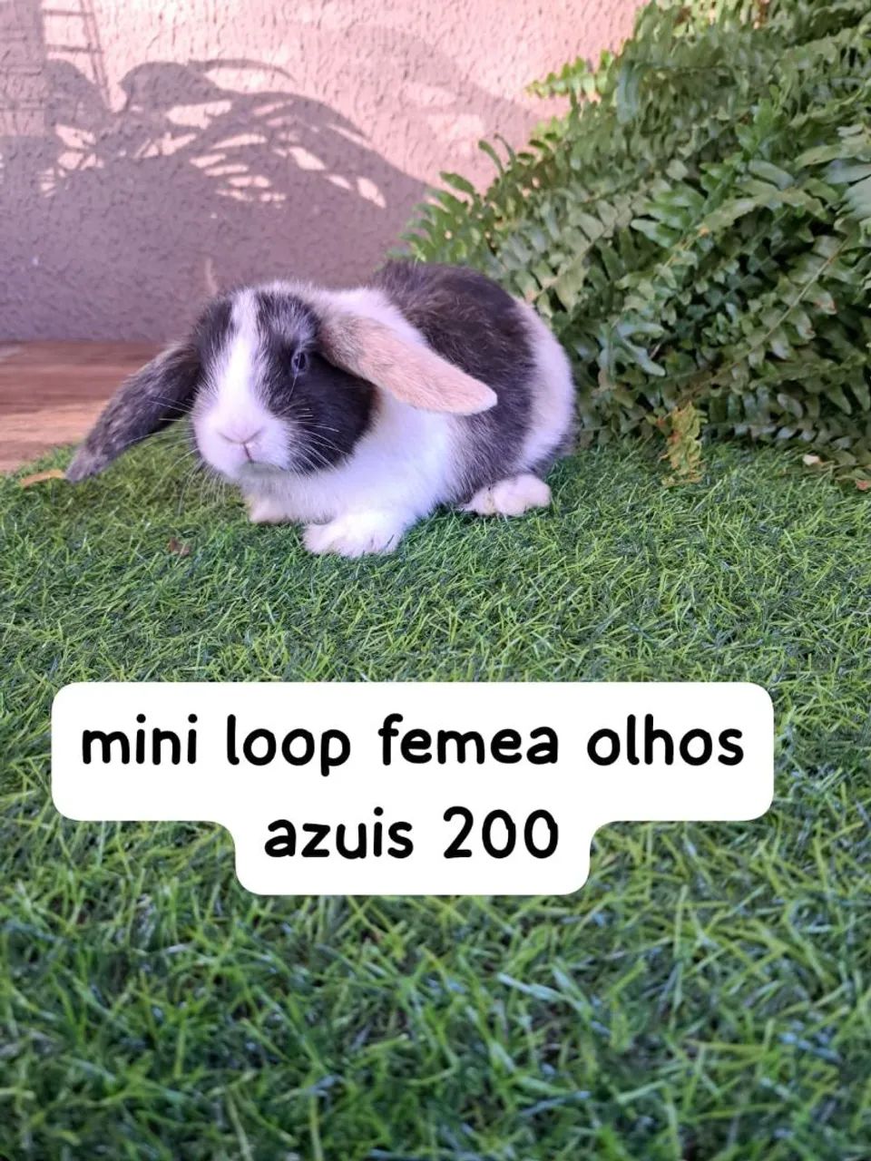 mini coelhos Fazenda Rio Grande  - Foto 2