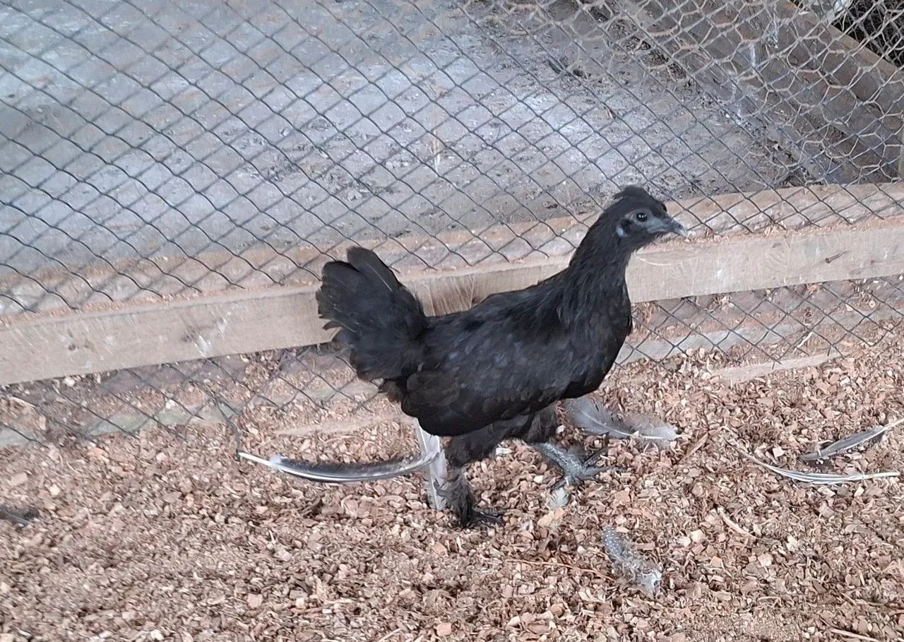 Franguinha garnize (genética de ovo azul) - Foto 4