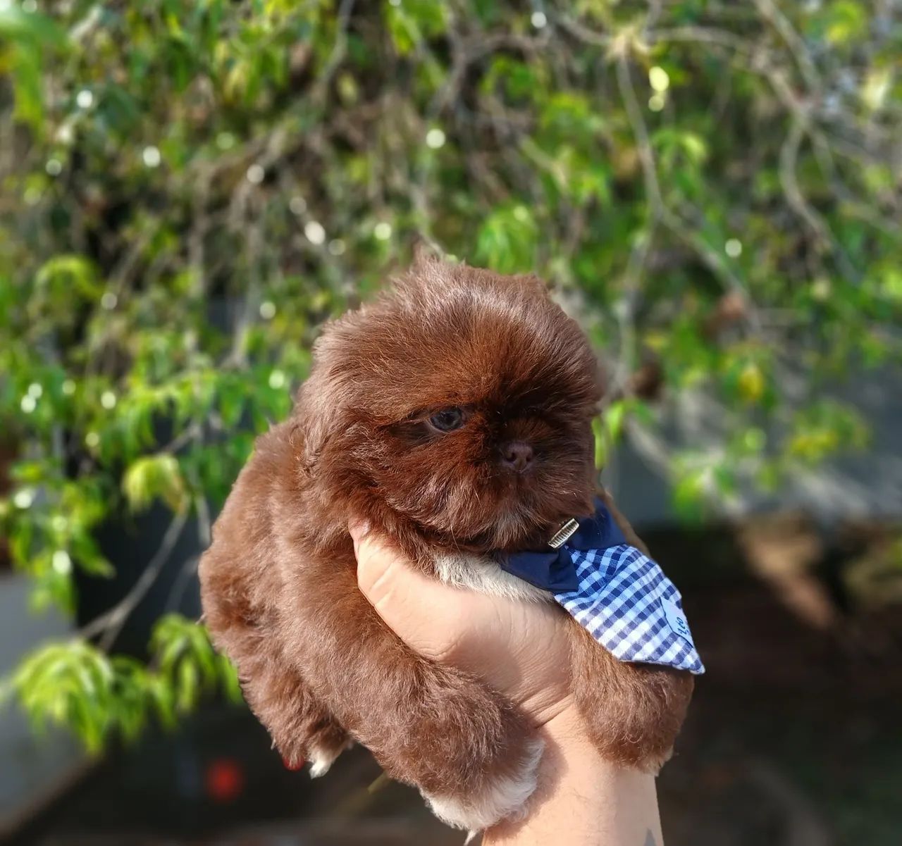 Filhote de shihtzu macho chocolate  - Foto 3