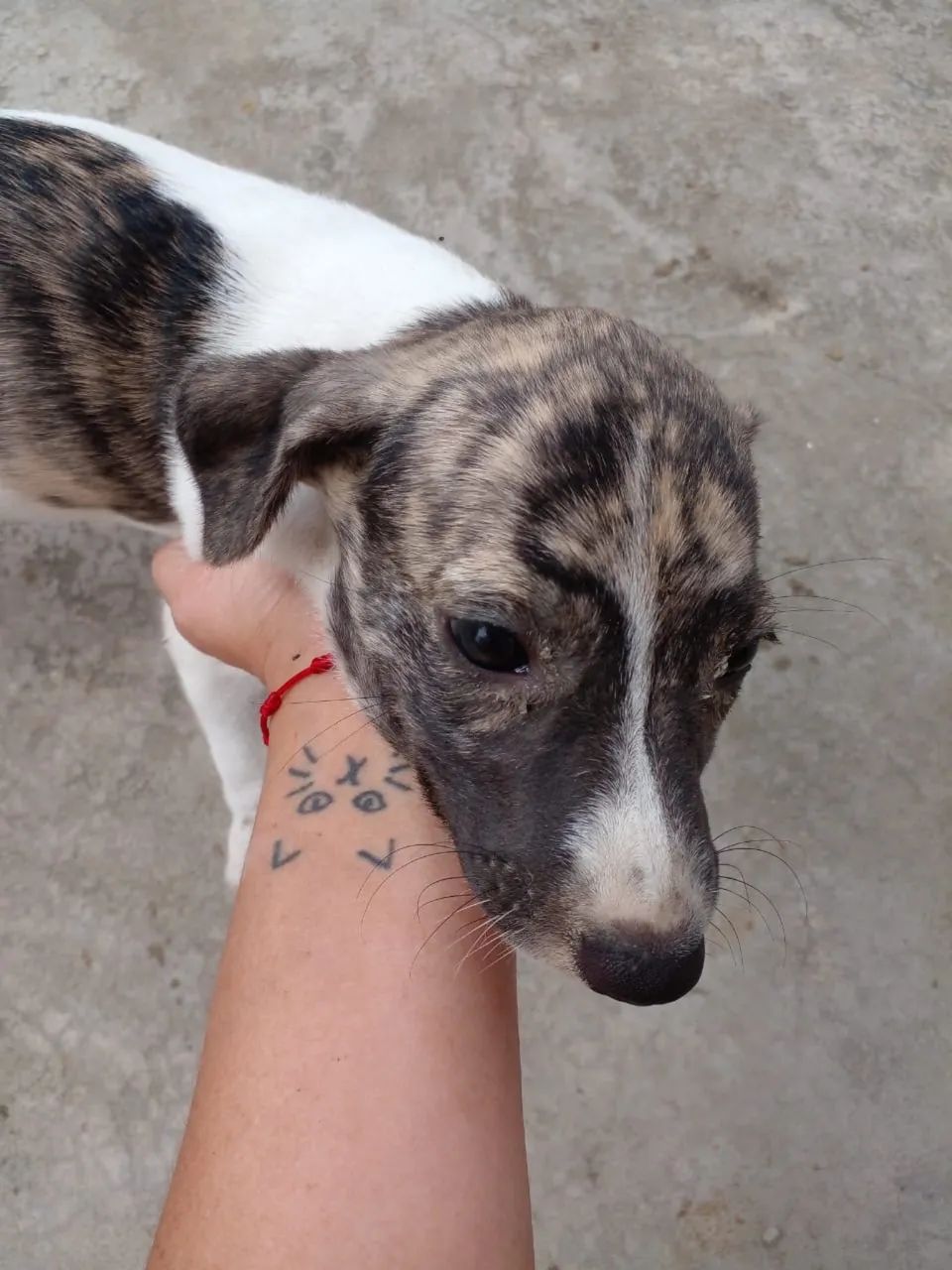 Adoção responsável  - Foto 2