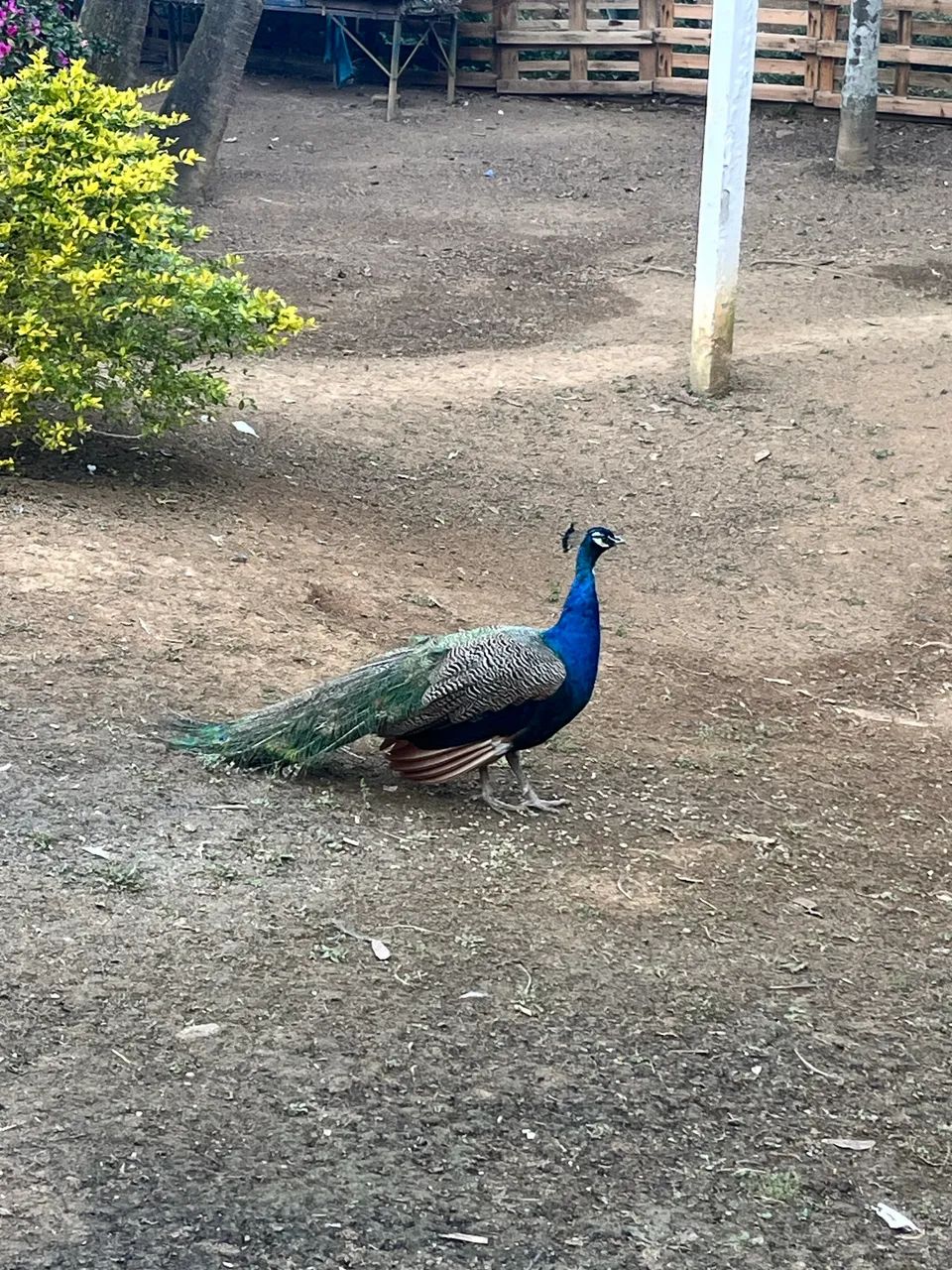 Pv Azul  - Foto 2