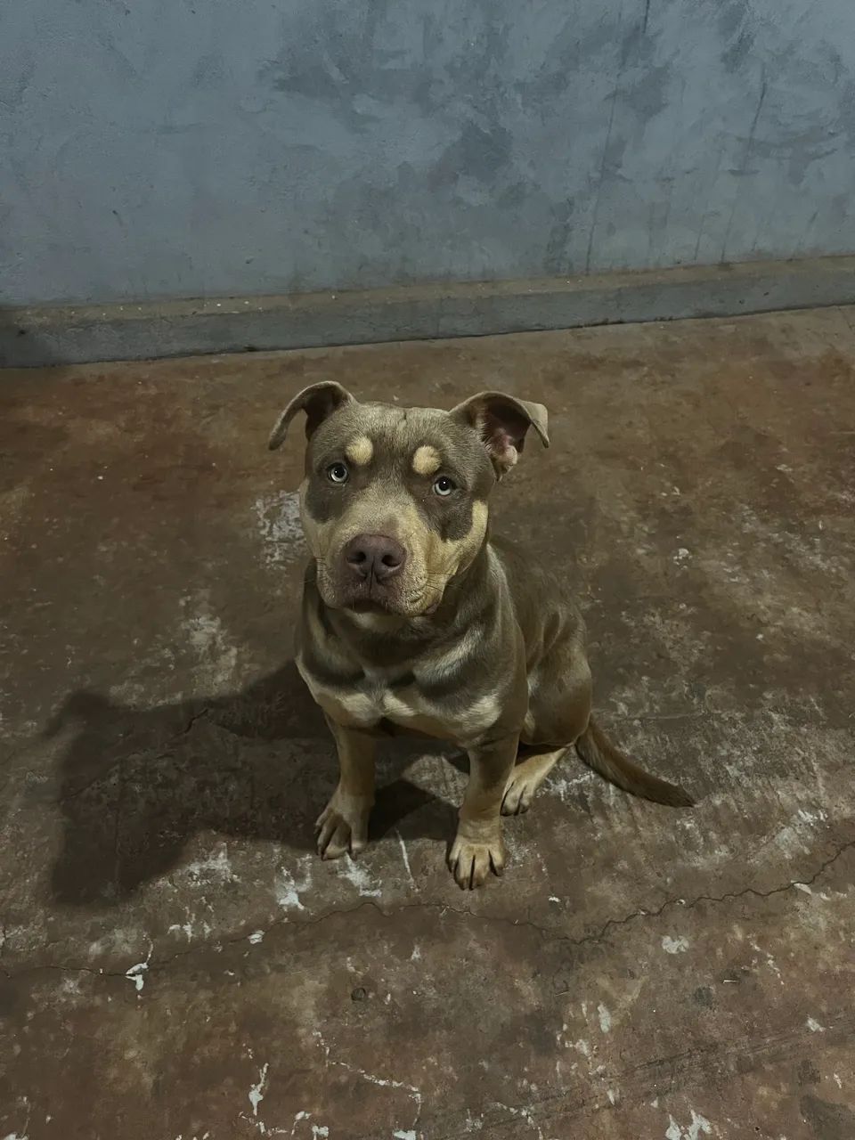 Doa-se pitbull  - Foto 3