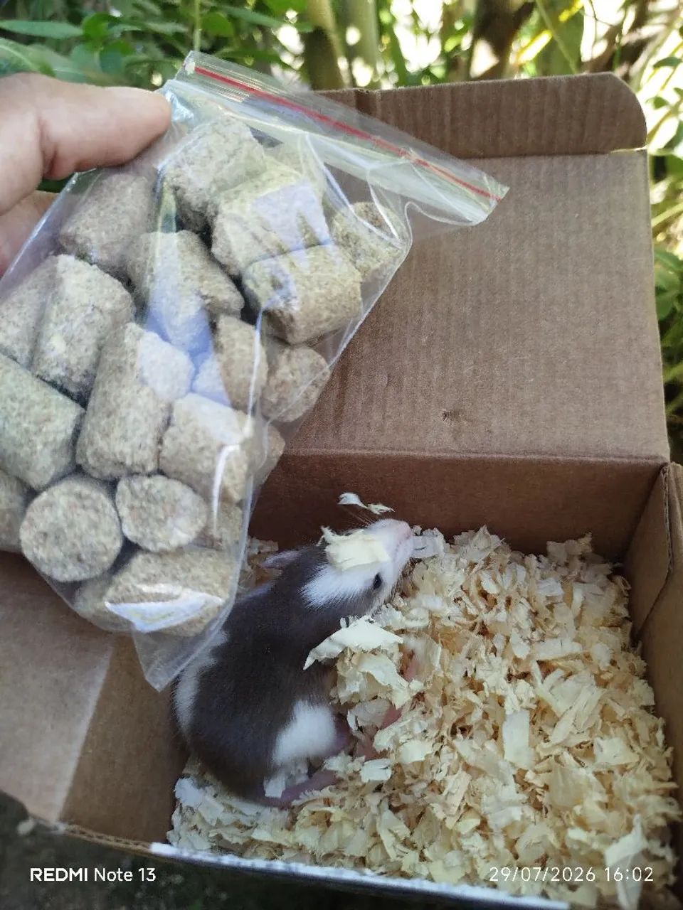 Ratinhos  - Foto 3