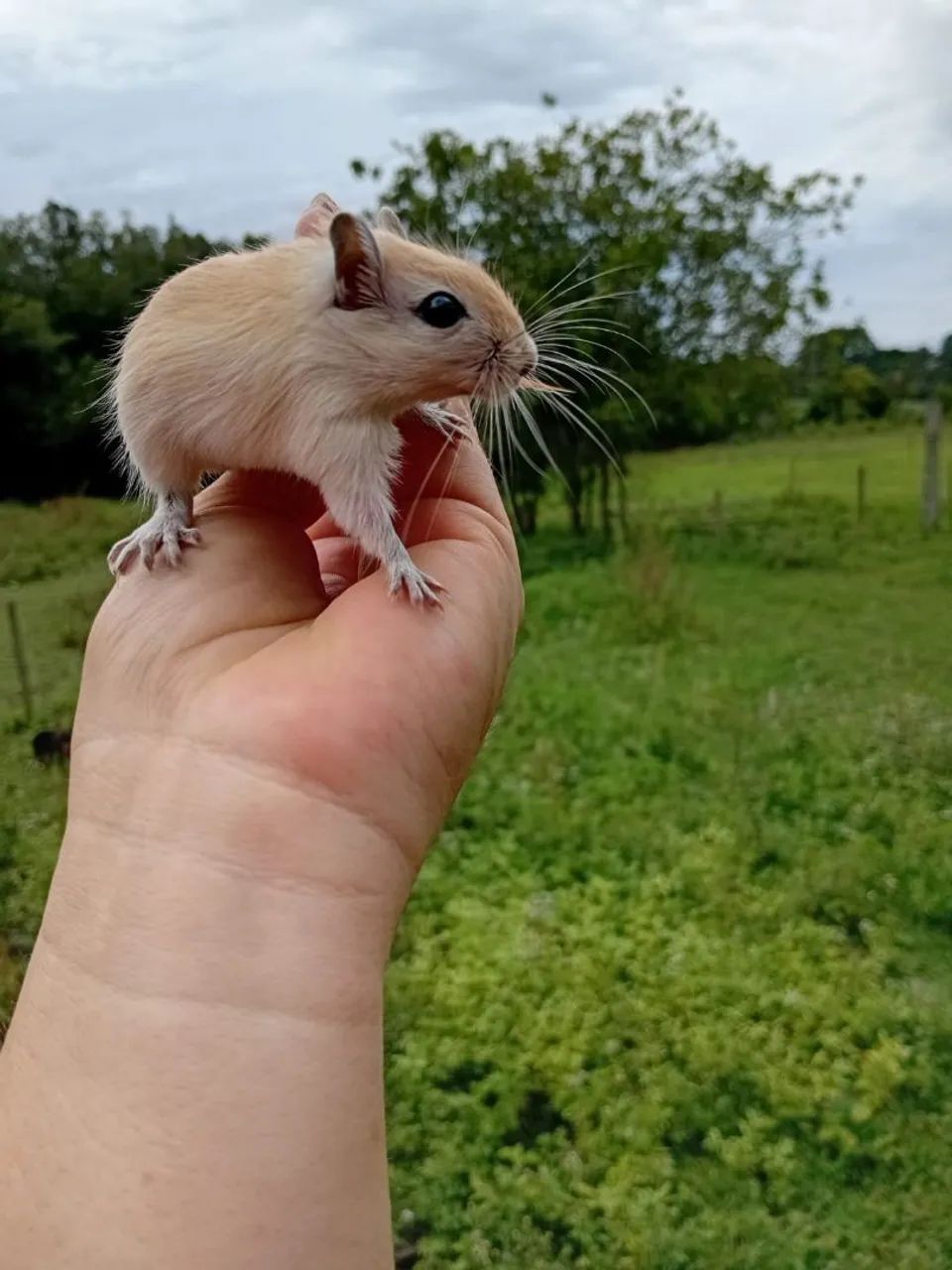 Lindos filhotes de gerbils