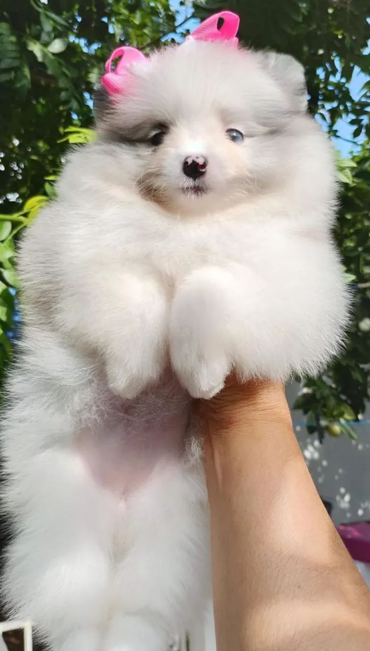 Spitz alemão merles  - Foto 2