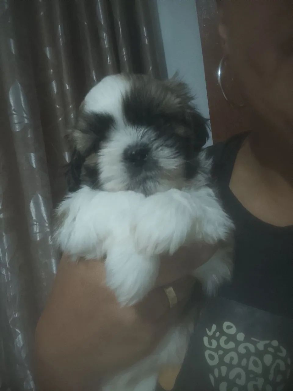 Shitzu Macho - Foto 3