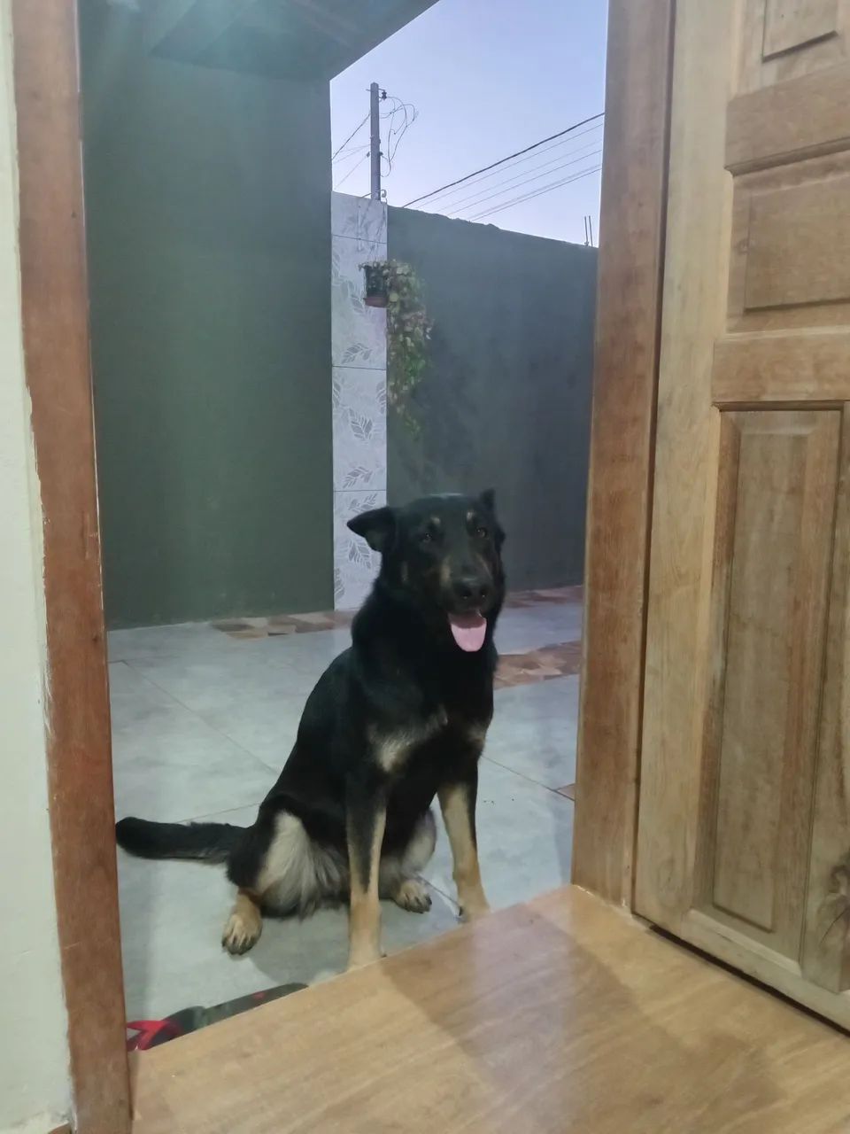 Doação pastor alemao - Foto 3