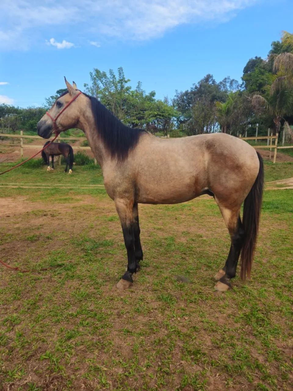 Cavalo de marcha picada