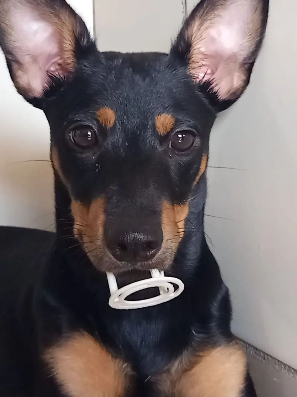 Pincher de 7 meses - Foto 4