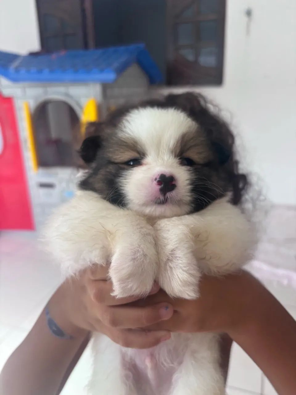 Spitz macho - Foto 3