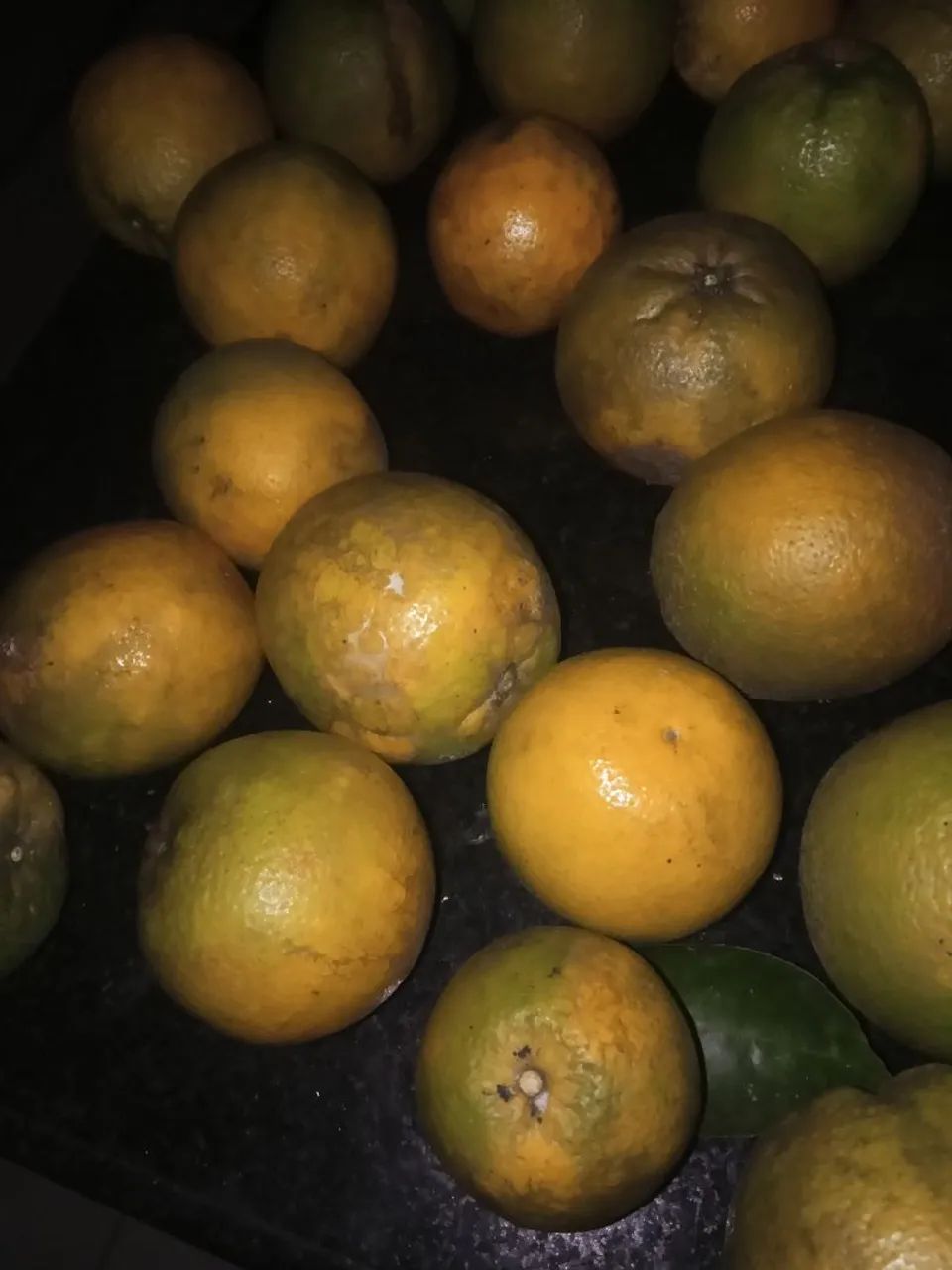 laranja bahiana (umbigo) - Foto 2