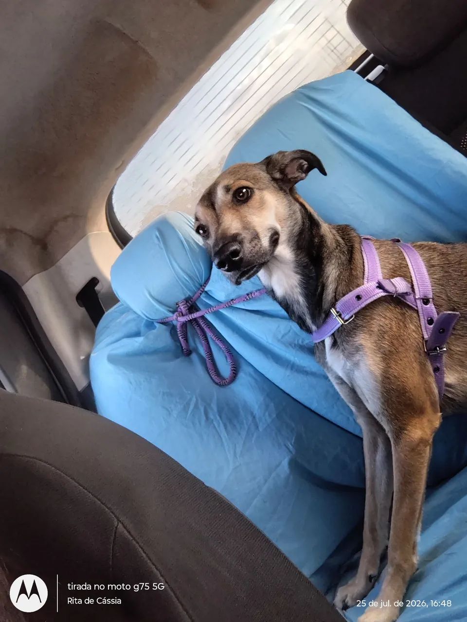 Cachorro para doação  - Foto 2