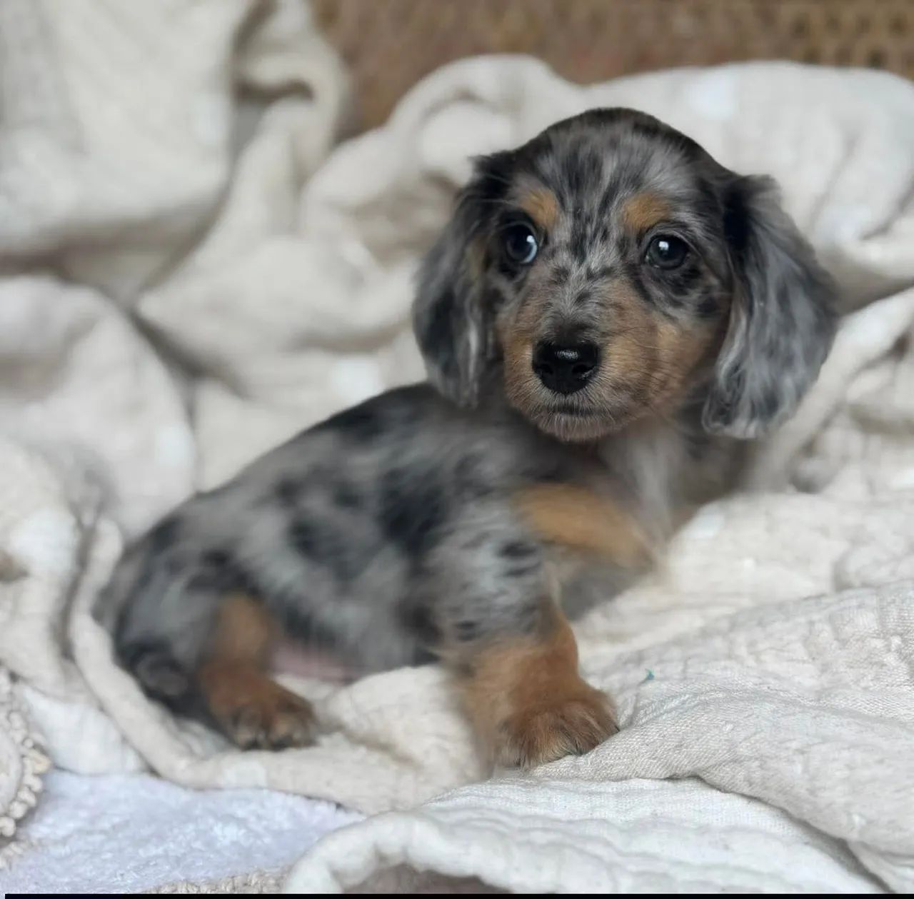 Dachshund  - Foto 2