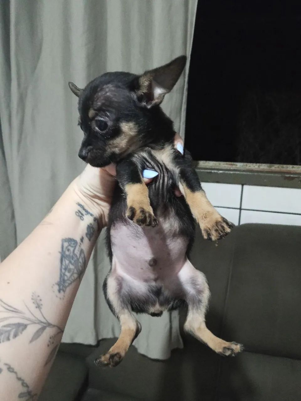 Pinscher filhote macho 0 - Foto 3