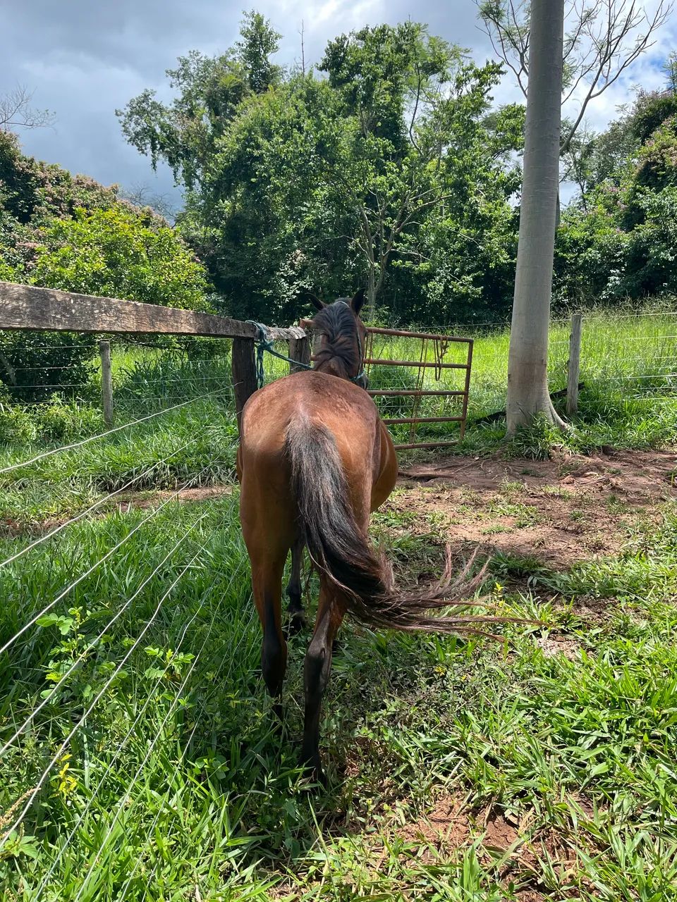 VENDO CAVALO MARCHADOR  - Foto 4