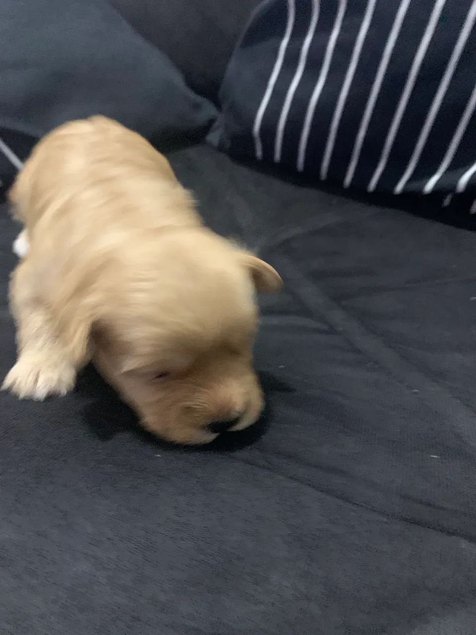 Filhote de cachorro - Foto 2