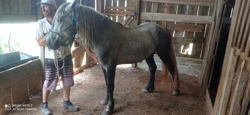 Percheron com 3 anos. - Foto 3