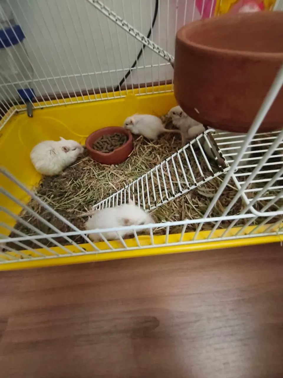 Gerbil65573798218627121