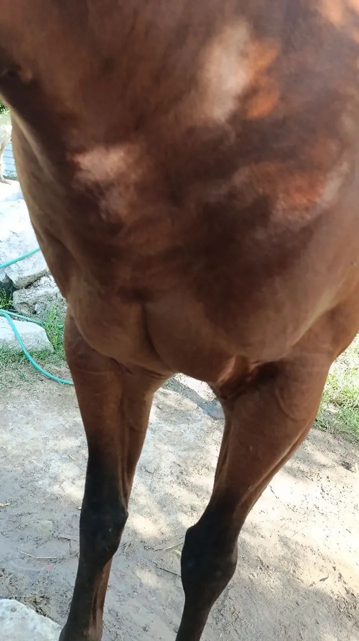 Pra vender ( NEGOCIAVEL O VALOR ) - Foto 5