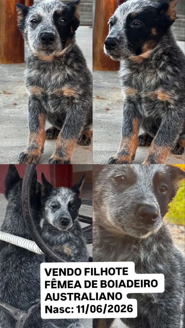Filhote BLUE Heeler - Foto 3