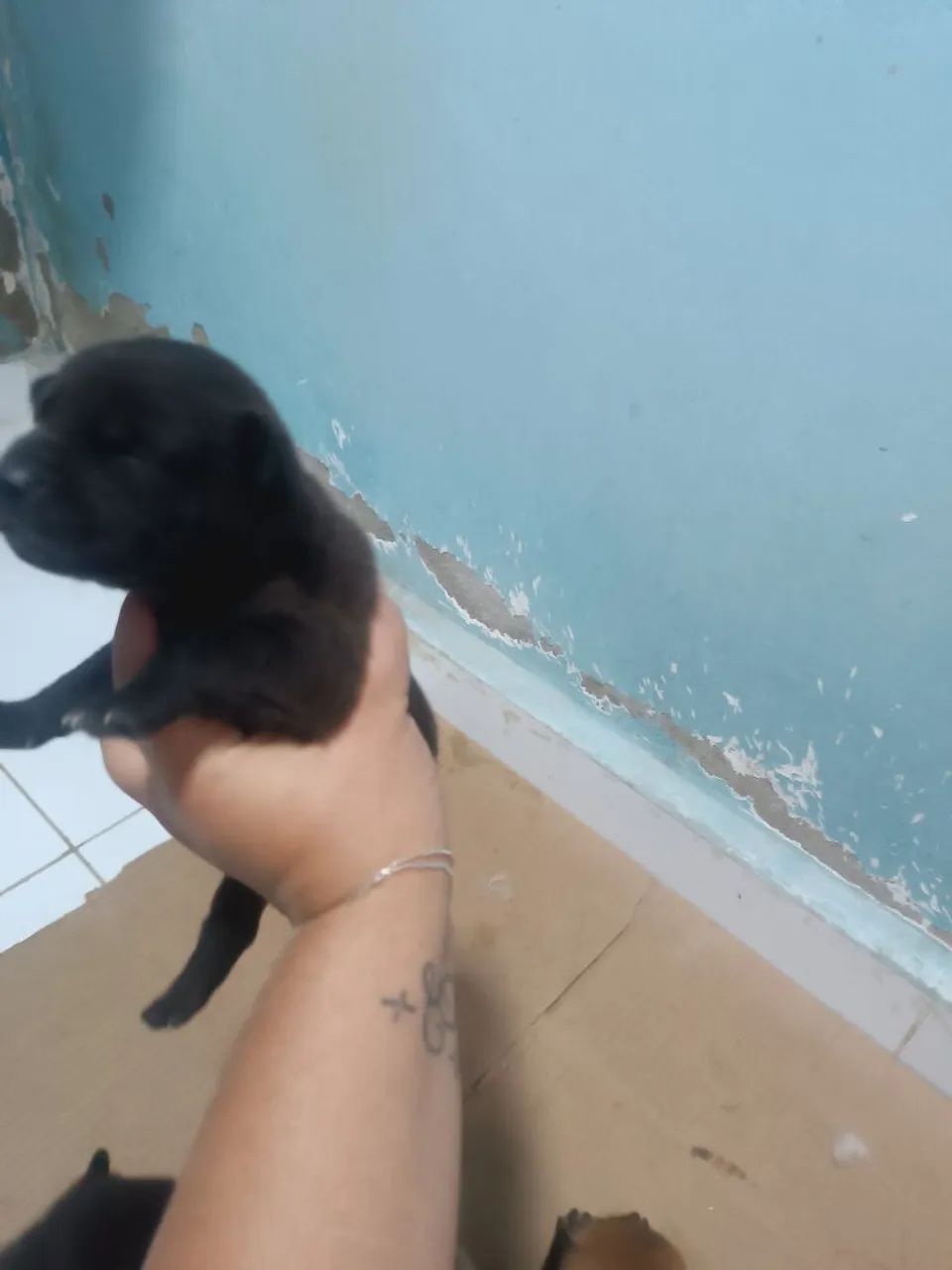 Cachorros - Foto 3