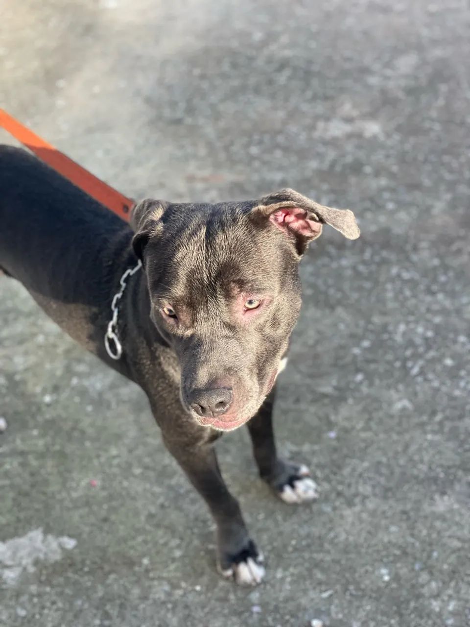 Cachorro Pitbull para doação - Foto 2
