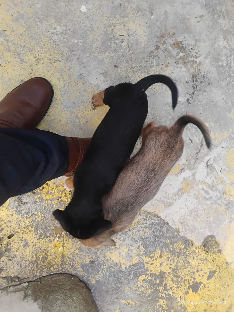 Filhote cão macho srd doação  - Foto 5