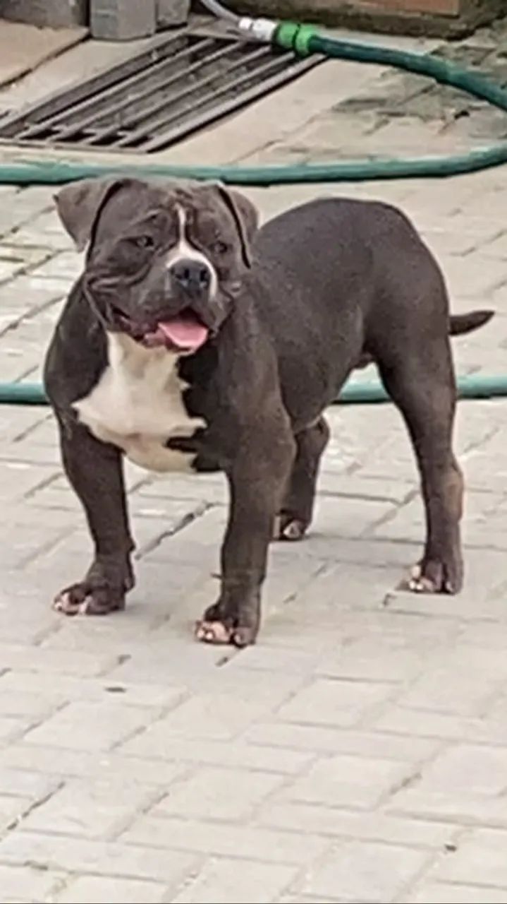 Canil SILVA VENDE AMERICAN BULLY MICRO 