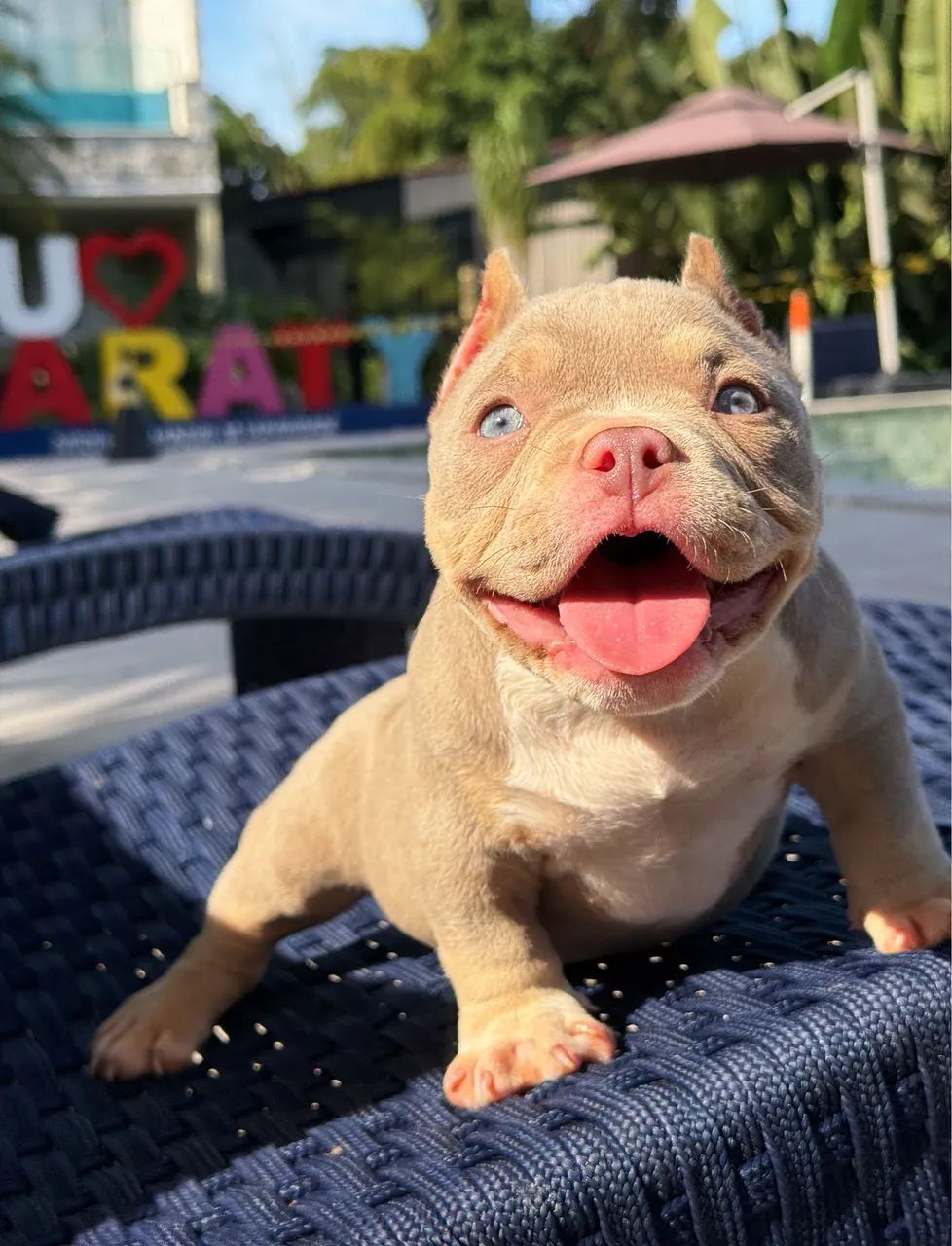 American bully - Foto 2
