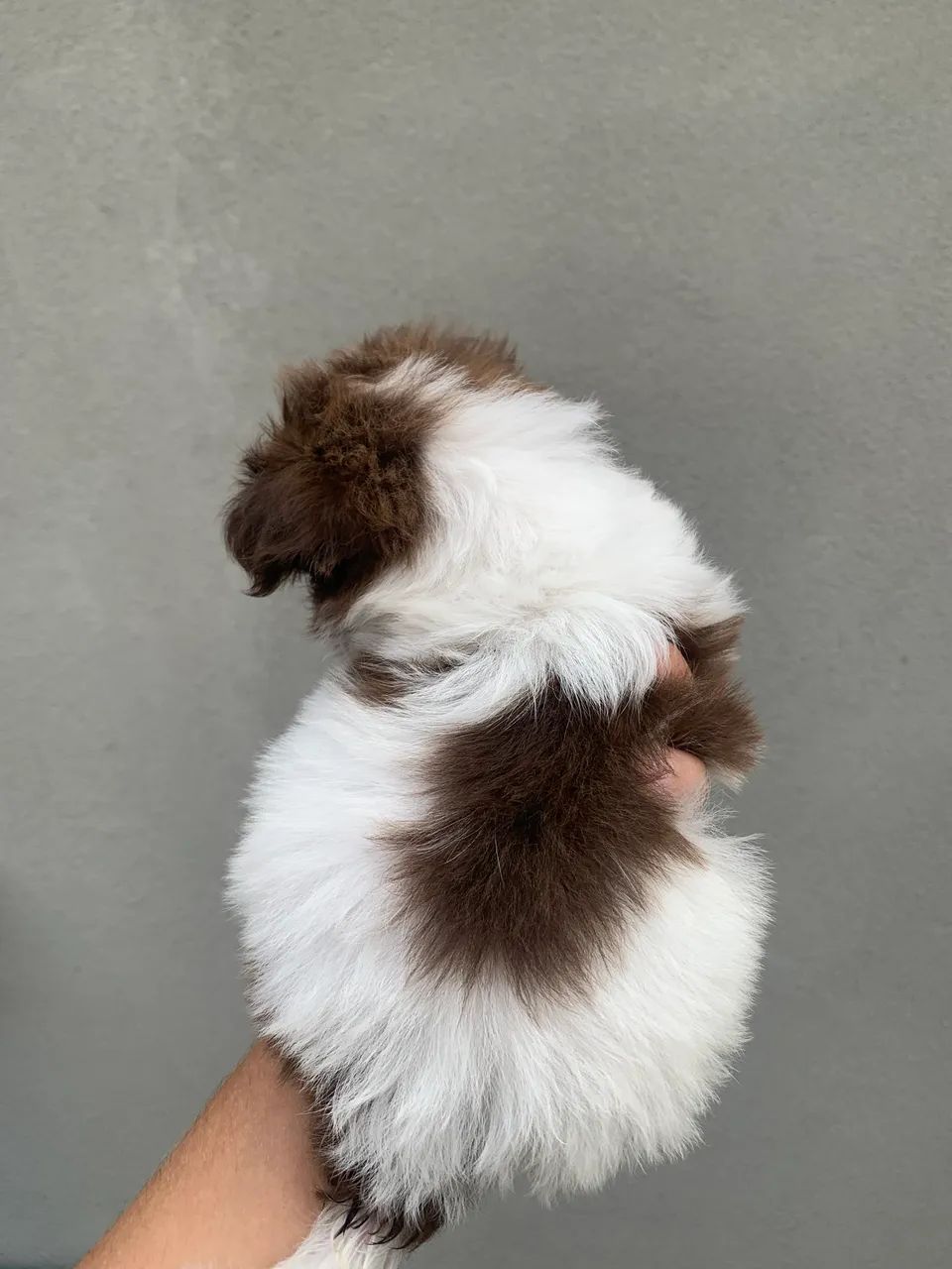 Shih tzu - Foto 2