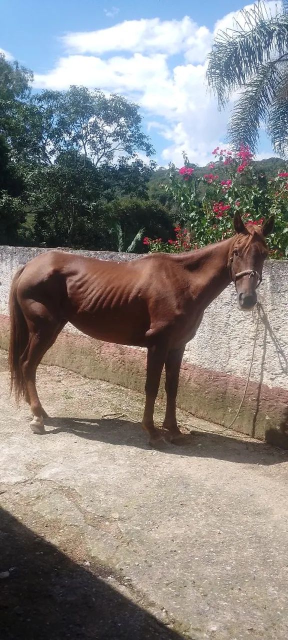 Égua mestiça de engate  - Foto 4