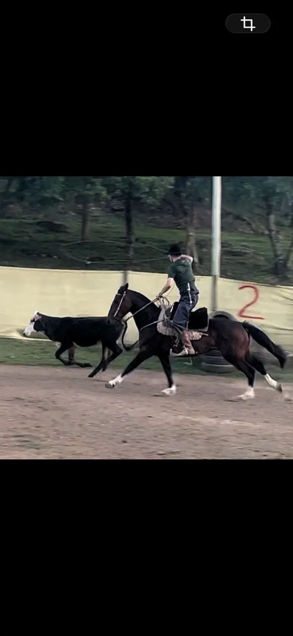 Cavalo Zaino - Foto 4