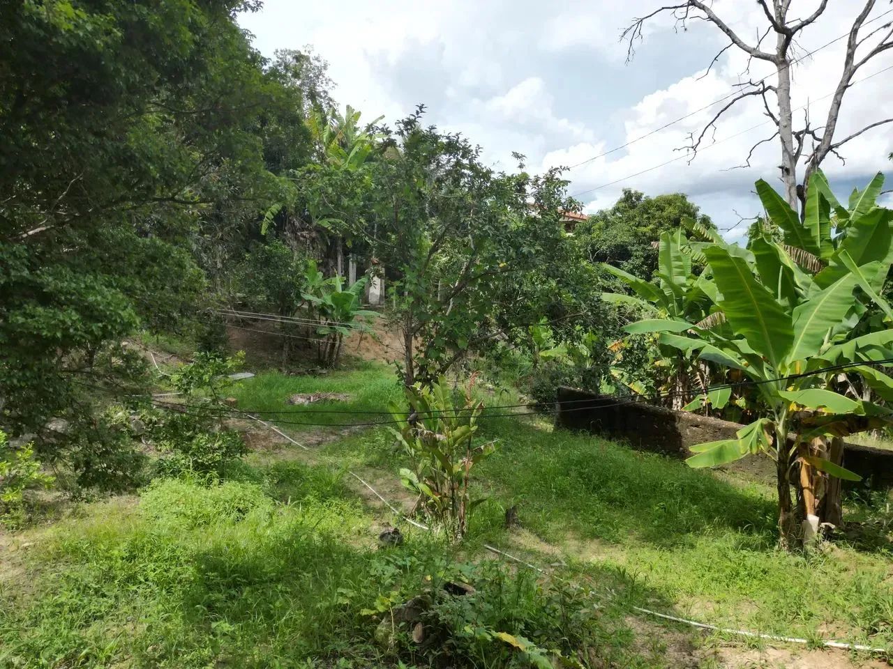 Oportunidade em Ravena: O Refúgio de Vó com Pomar Completo a 25 km de BH! - Foto 10