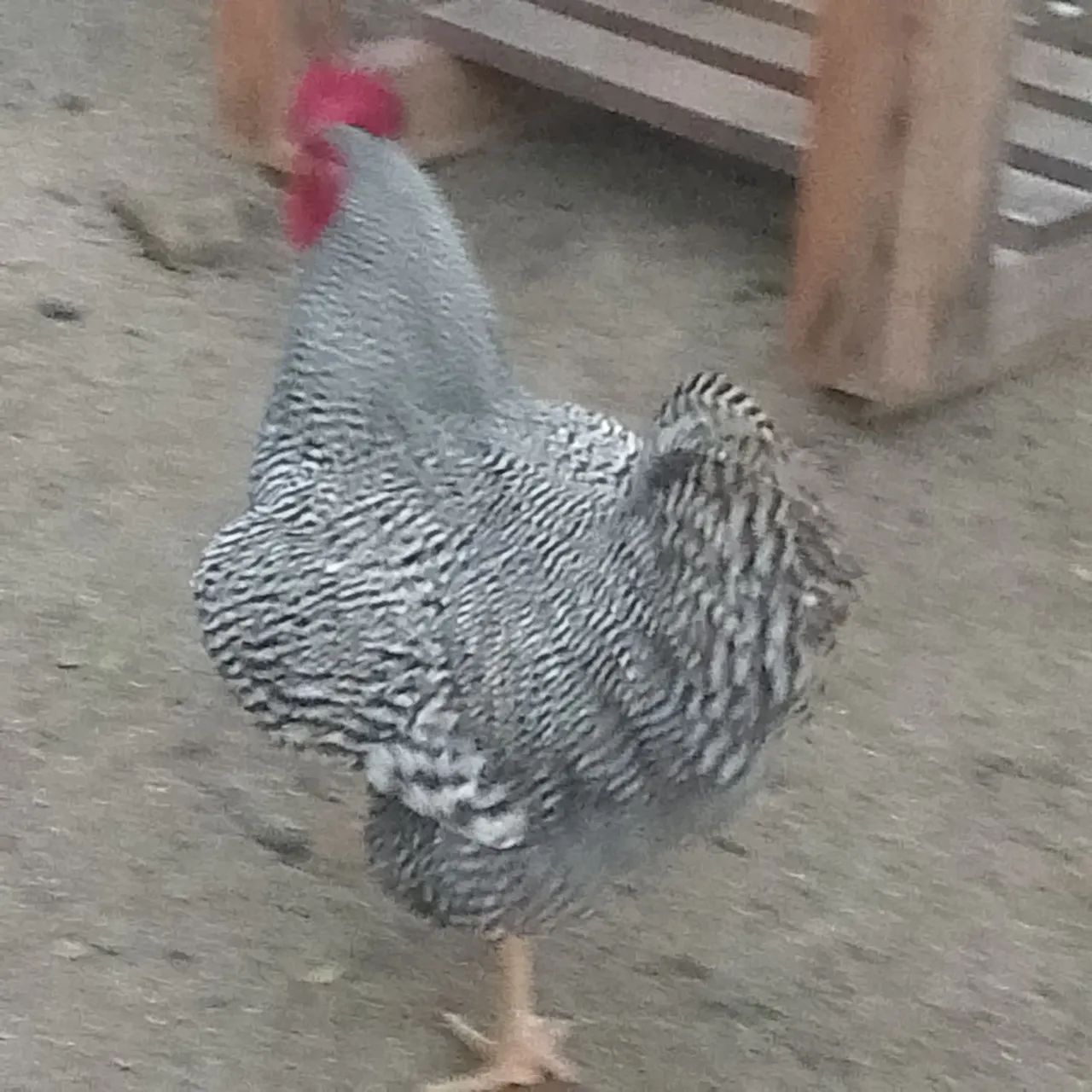 Pinto de plimolt rok