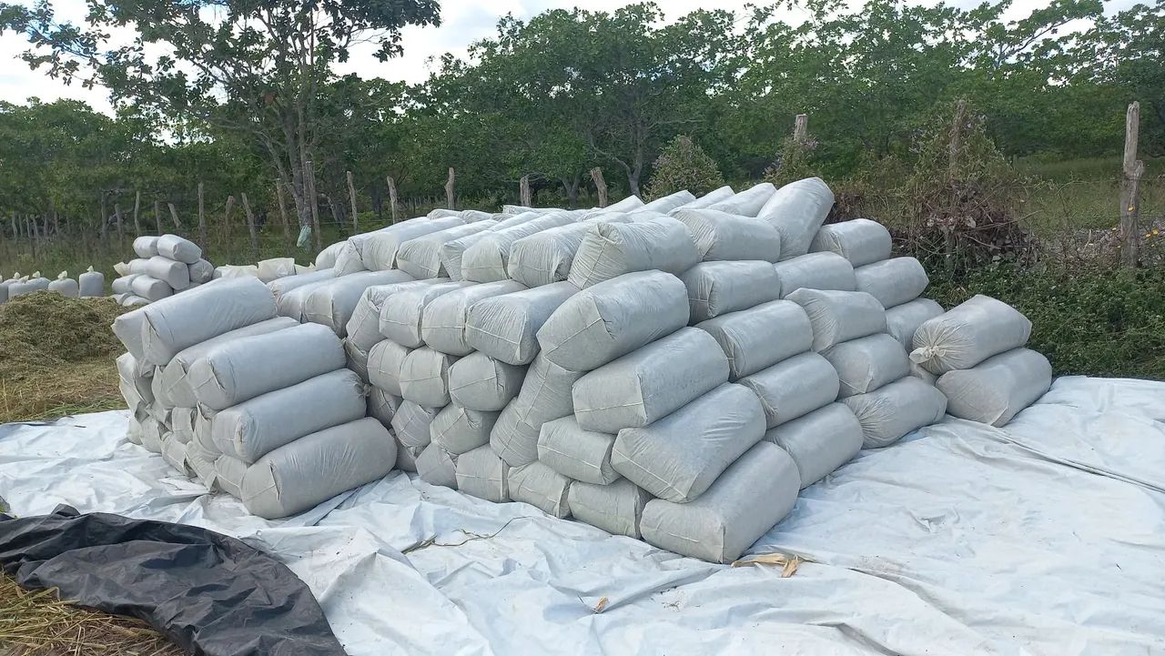 Silagem de milho  - Foto 3