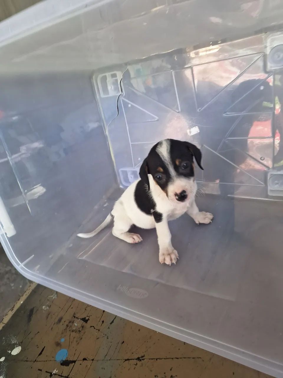 DOAÇÃO - Elas foram abandonadas! - Foto 4