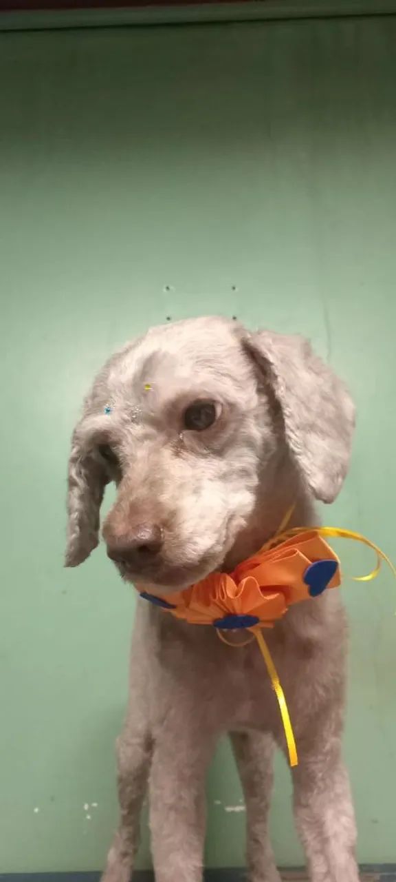 Poodle linda para adoção 