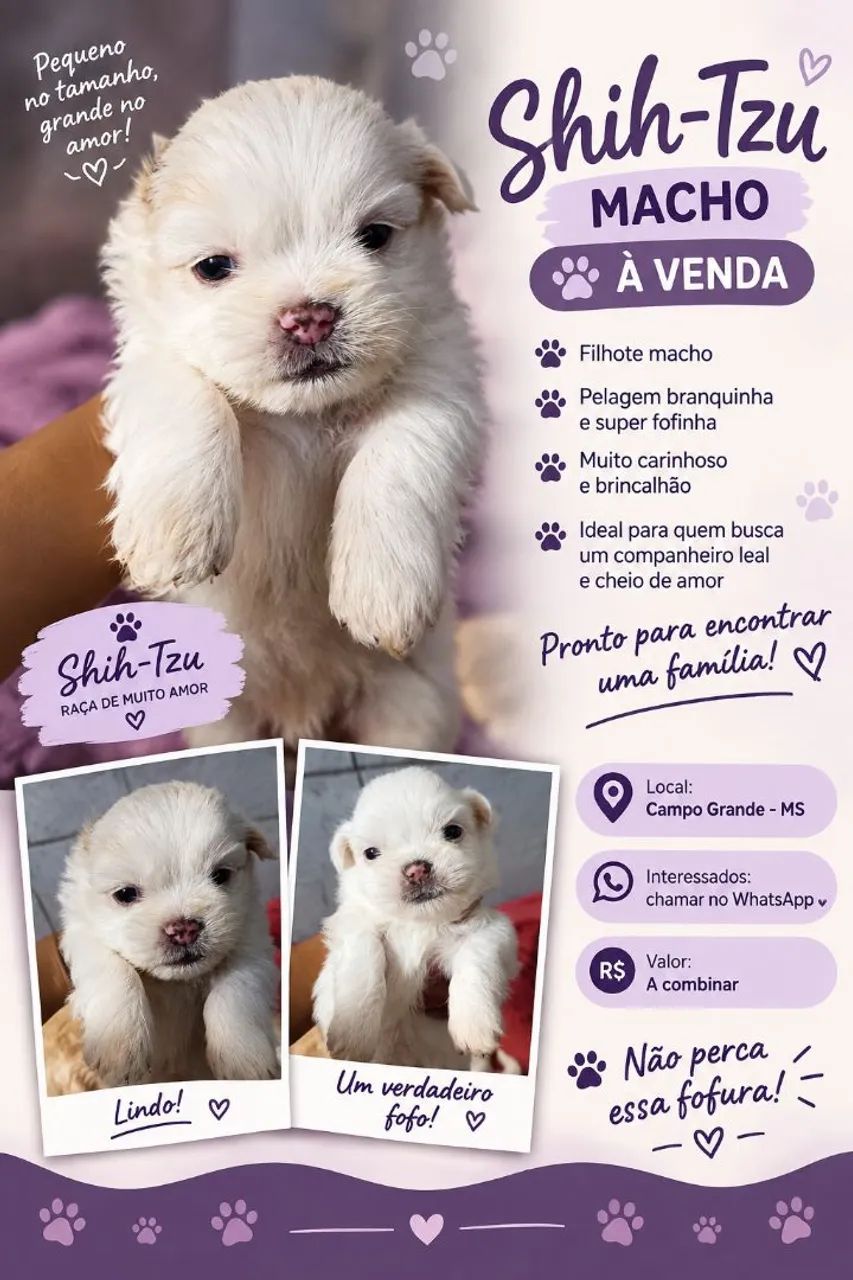 Vende-se filhote de Shitzu  - Foto 2
