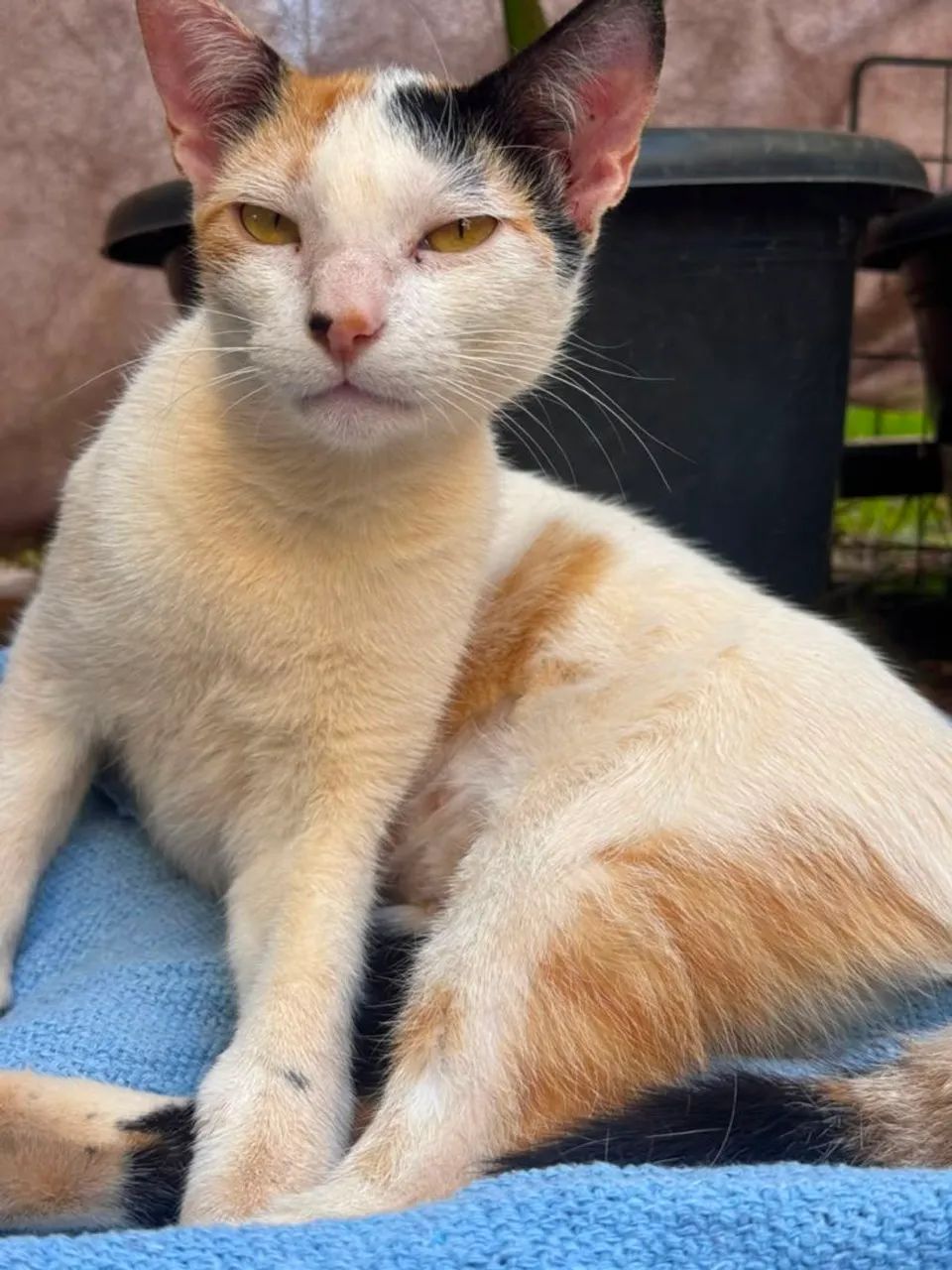 Gata para adoção  - Foto 3