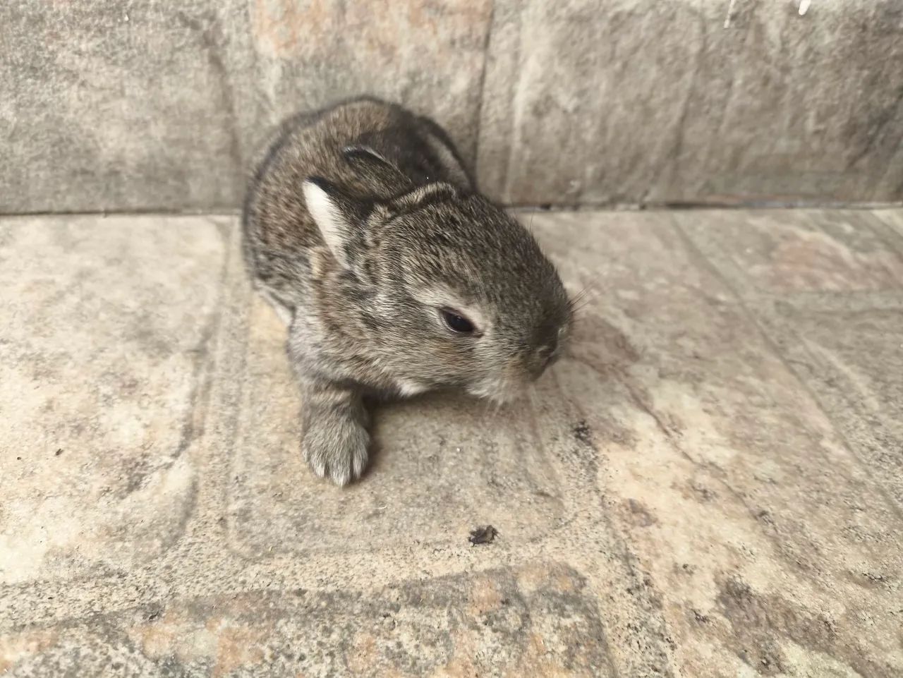 Mini coelho  - Foto 5